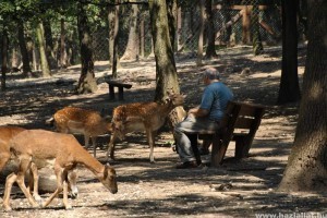 Mától újra látogatható a Budakeszi Vadaspark