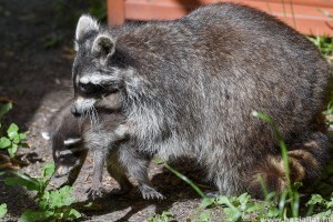 Napi cuki - Ötösikrek születtek a Debreceni Állatkertben