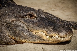 84 éves korában halt meg az aligátor, aki a világháborúban megszökött