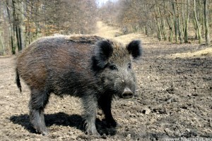 Vaddisznó támadt egy párra, kutyájuk mentette meg őket