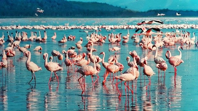 flamingo
