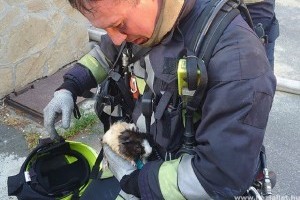 Égő lakásból menekült meg Fagyi a tengerimalac