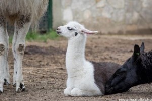 Cuki lámacsikók születtek a debreceni állatkertben