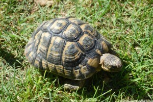 Teknősöket találtak egy furgonban a vámosok