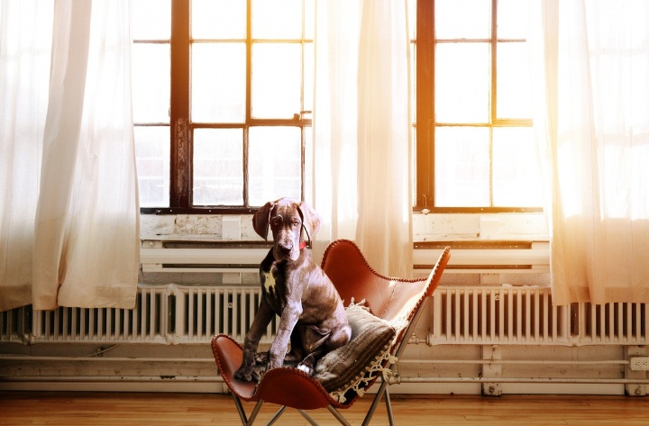 dog-2871914_1280