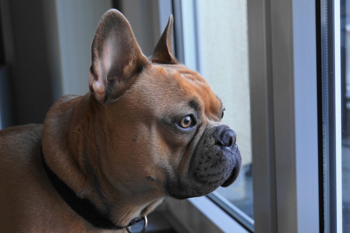 french-bulldog-4019784_1280