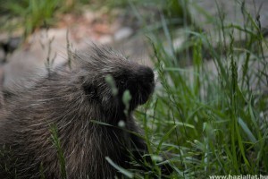 A városban magányosan bóklászó tarajos sült fogtak be Szegeden
