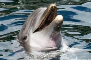 Olajszennyezés miatt pusztultak el a delfinek Mauritius partjainál