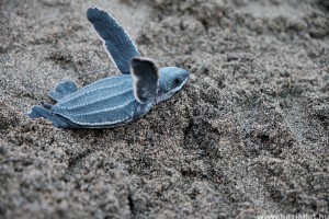 Veszélyes mennyiségű műanyagot esznek meg a kisteknősök Floridában