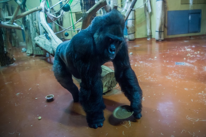 golo, gorilla, budapest, állatkert, születésnap