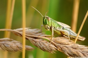 300 millió éve ciripelnek a tücskök