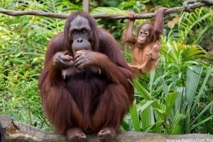 A fővárosi Állatkert háromhetes orangutánbébijét Budának nevezték el