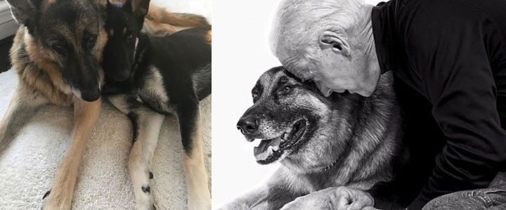 feher_haz_kutyak_joe_biden