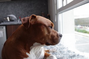 Pitbull extázisban: így örül a hazatérő gazdájának