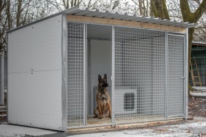 Illegális kutyaviadalok: magyar rendőrök adnak otthont a bántalmazott állatoknak