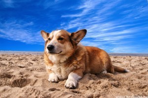 Corgi Cardigan Welsh: a kicsi, de bátor kutya