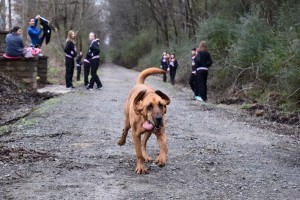 Ez a kutya lefutotta a félmaraton, pedig csak pisilni engedték ki