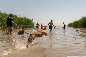 Május közepétől újra nyitva a Keszthelyi Kutyás Park és Piknikkert