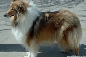 Collie, a család védelmezője - így neveld a skót juhász kutyádat