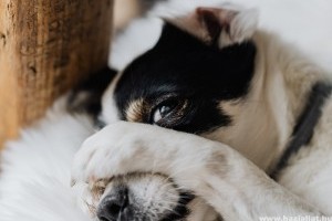 Miért nyújtózkodik a kutya?