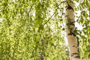 Minden, amit tudni kell a nyírfa allergiáról (x)