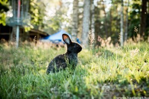 Nyúl tartása nyáron: így segíts a nyuszinak elviselni a meleget!