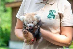 Ennyi cuki vörös panda kölyök született Nyíregyházán - fotók!