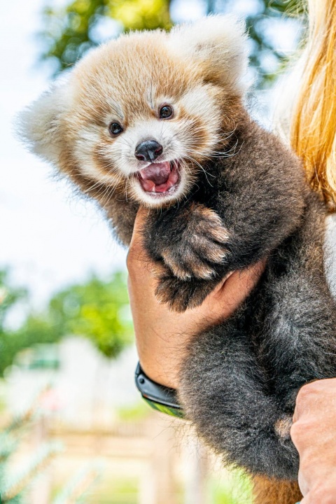 panda, vörös panda, nyíregyháza, kölyök