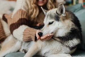 Hogyan adjam be a kutyának a gyógyszert? 7 tipp, hogy könnyebben menjen