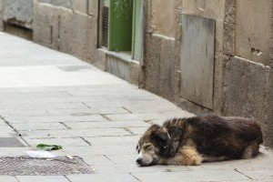 Magyarországon börtönt kaphatnának a szaporítók és az állatviadalok nézői is