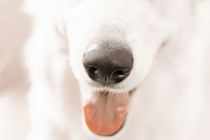 Hogyan tudod támogatni kiskedvenced egészségét az őszi-téli hónapokban? (x)