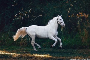 Miért népszerű a lovassportokra történő sportfogadás? (x)
