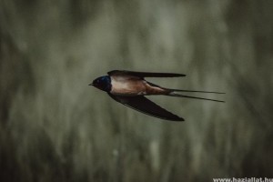 Így készítse fel a környezetét tavasszal a fecskék érkezésére