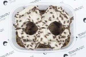 Terráriumban tartott rovarevő hüllők táplálása (x)
