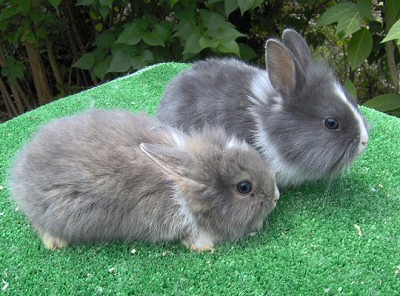 FRISKY-BUNNY TÖRPENYÚL FARM