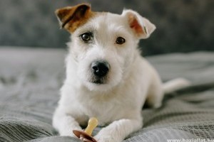 Mennyibe kerül a kutya ivartalanítása, és mivel jár?