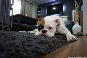 Eladó kutya hazaszállítása új otthonodba (x)