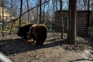 Előbújtak a medvék a Szegedi Vadasparkban