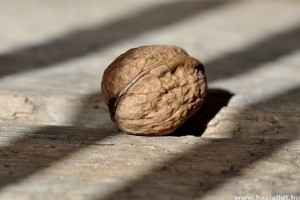 Mit kell tudni a diómérgezésről és hogyan óvjuk meg a kutyánkat tőle?