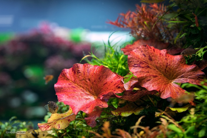 akvariumi_novenyek_-_greenaqua_-_haziallat.hu3