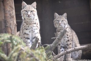 Cuki vörös hiúzok érkeztek a Nyíregyházi Állatparkba