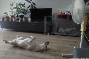 Vakvezető kutyák a hőségben – így vigyáznak a gazdák hű társaikra
