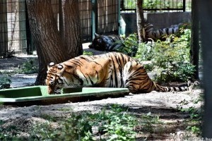 Többféle programmal készül a Richter Safari Park Nagykőrösön