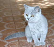 Barokszépe, a brit cicanevelde