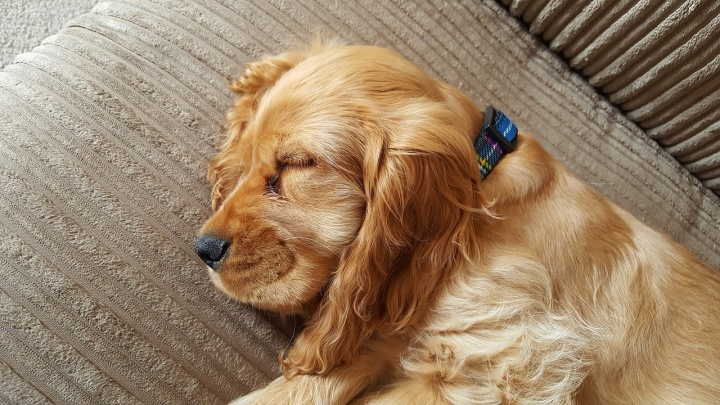 dog-1674553_1280
