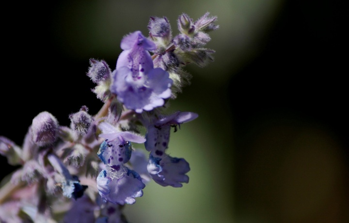 nepeta-faassenii-six-hills-giant-5273916_1280