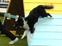 AGILITY DOGFIT KUPA 2006