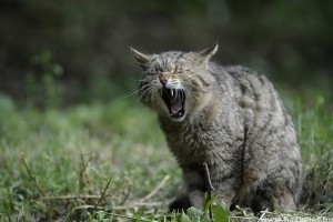A vadmacskák védelmére figyelmeztetnek a természetvédők a vadvilág napján