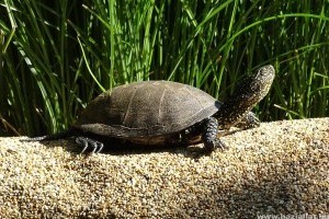 Figyeljünk az úton áthaladó teknősökre!
