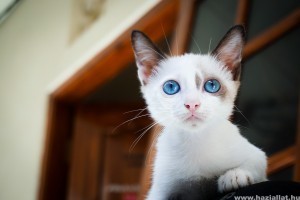 Hogyan tudod jól etetni a kiscicát?